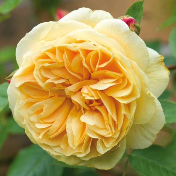 Pnoucí růže - Růže D. Austin 'Teasing Georgia' pnoucí 6 litrů