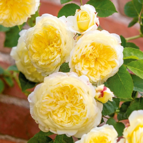 Pnoucí růže - Růže D. Austin  'The Pilgrim' kužel 10 litrů