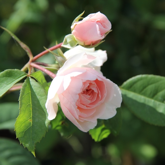 Keřové růže - Růže D. Austin 'Wisley 2008' keřová 6 litrů