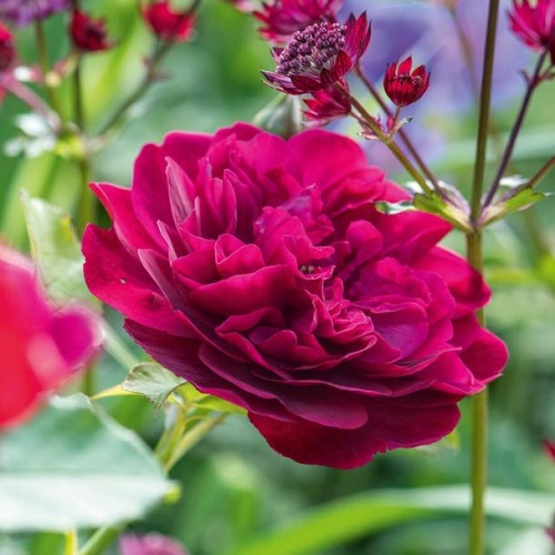 Rostliny - Růže David Austin 'Darcey Bussell' kmínek 90cm, 5,5 litru