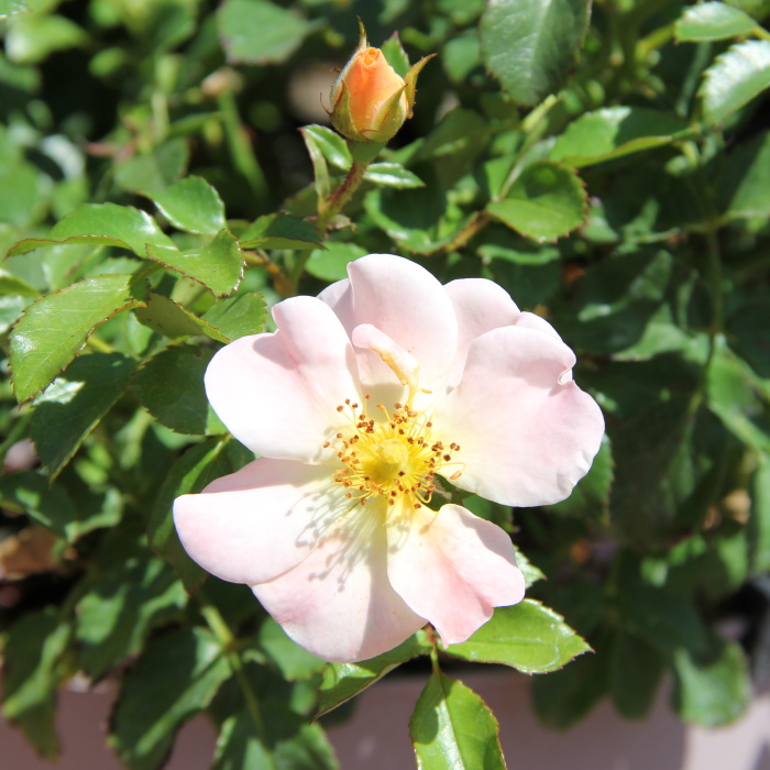 Růže 'Drift®' květináč 4,5 litru-0