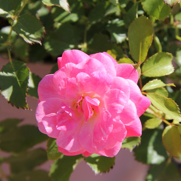 Růže 'Drift®' květináč 4,5 litru-1