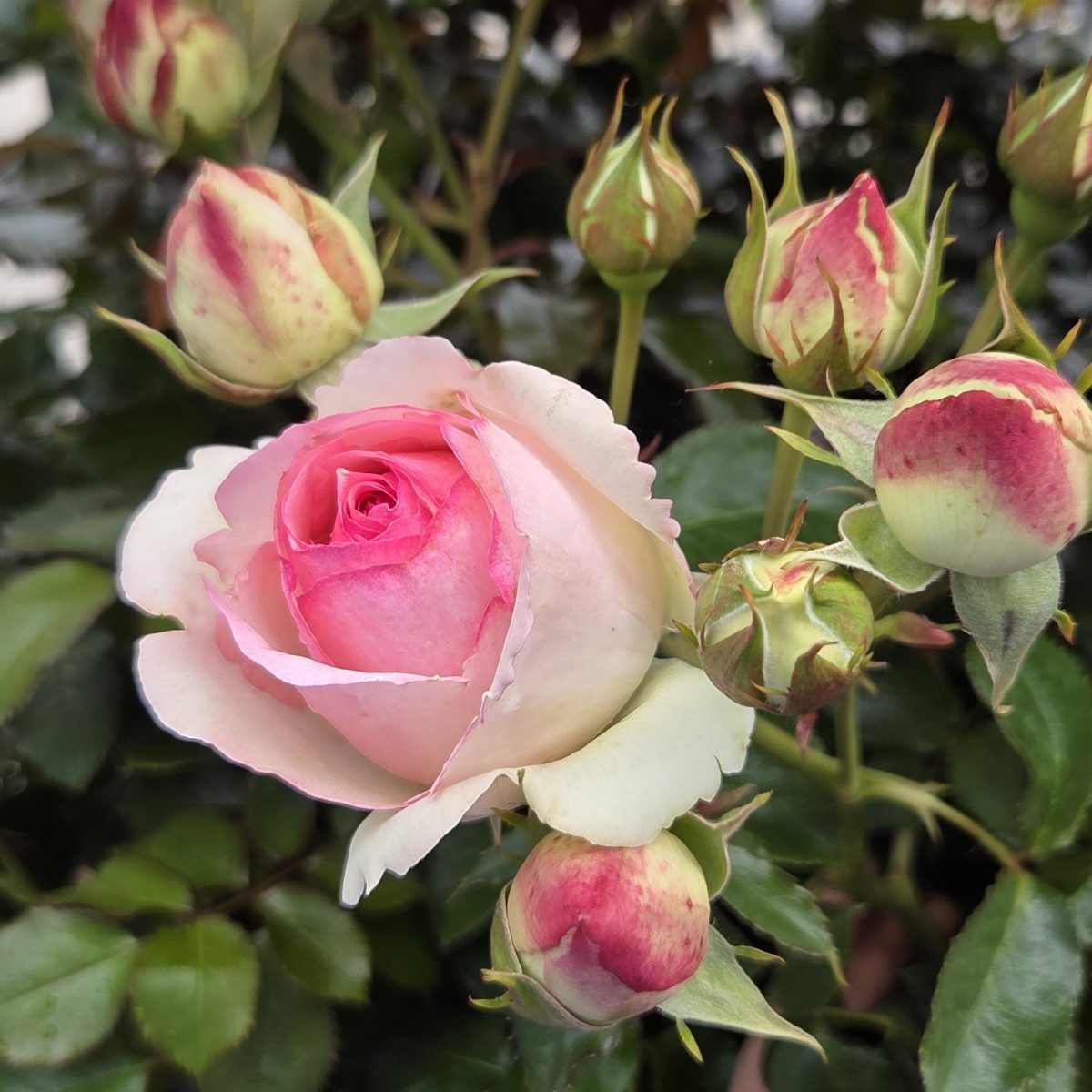 Velkokvěté růže - Růže Eden Rose 85 květináč 4,6 litru