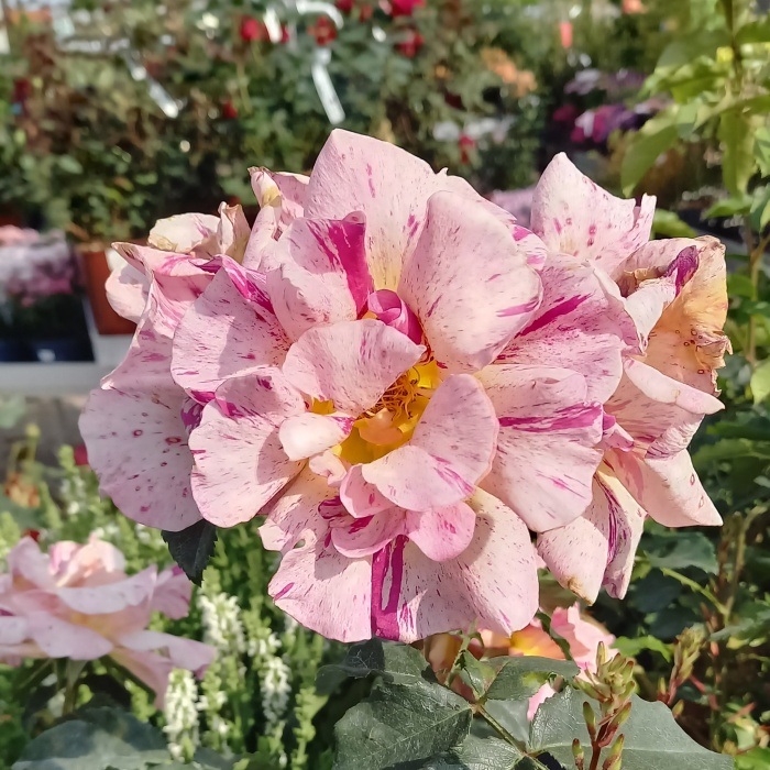 Rostliny - Růže 'Edgar Degas' květináč 6 litrů