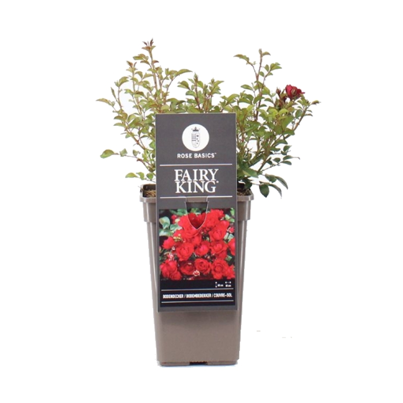 Rostliny - Růže Fairy King květináč 3 litry