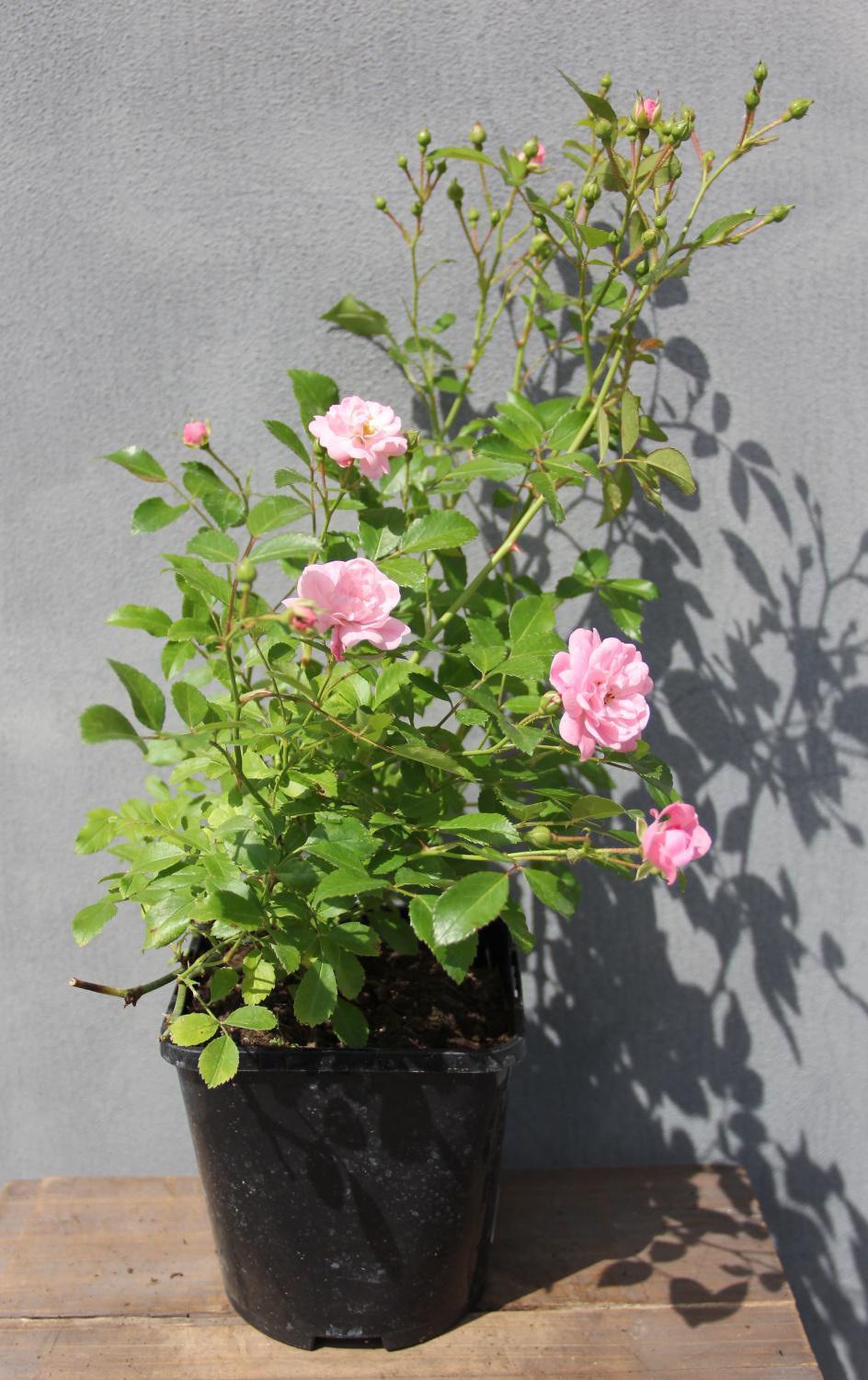 Půdopokryvné růže - Růže  'Fairy King'