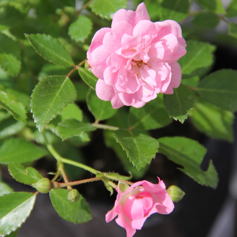 Růže  'Fairy King'-0