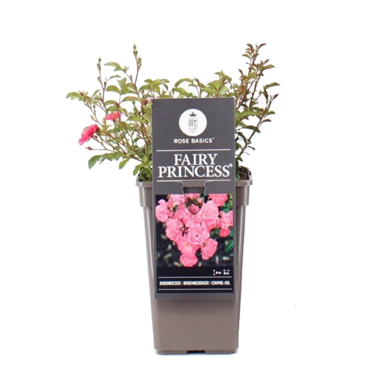 Půdopokryvné růže - Růže Fairy Princess květináč 3 litry