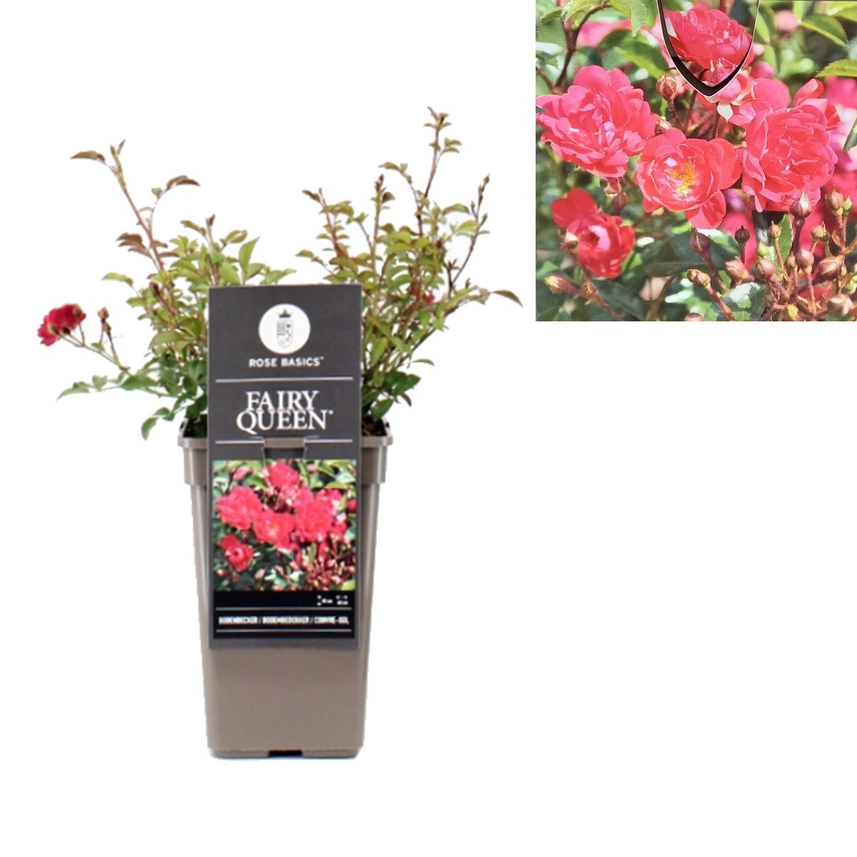 Půdopokryvné růže - Růže Fairy Queen květináč 3 litry