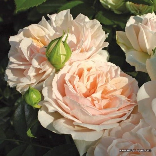 Mnohokvěté růže - Růže 'Garden of Roses' 4,6 litru