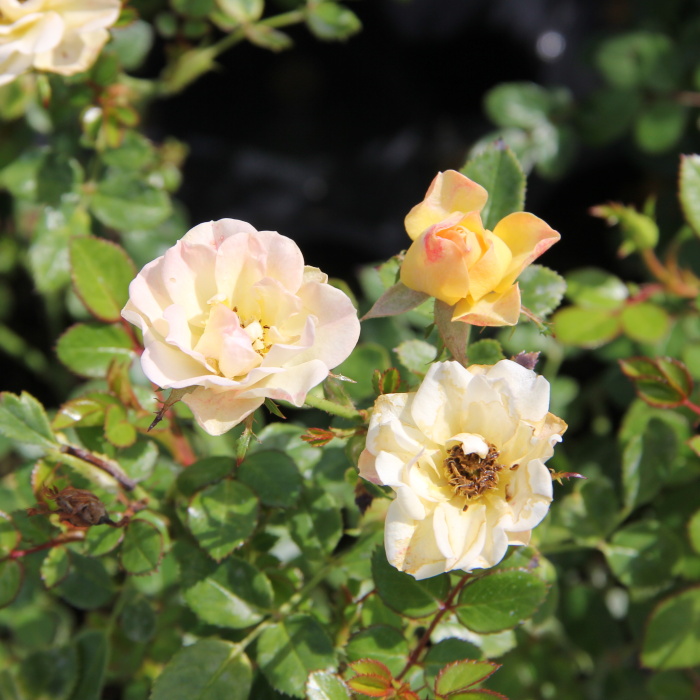 Rostliny - Růže 'Golden Sun' 1,4 litru