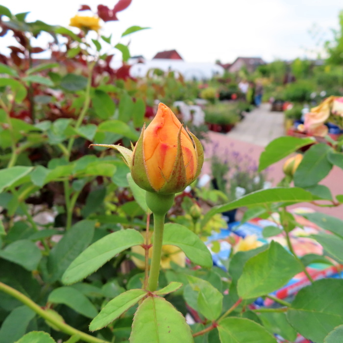 Rostliny - Růže 'Graham Thomas' kmínek 90cm, 10 litrů