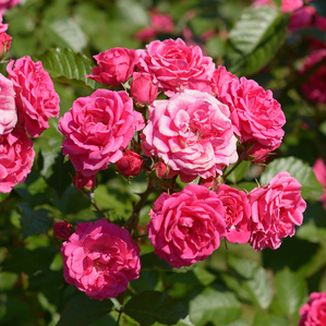 Rostliny - Růže 'Heidesinfonie' 1,3 litru