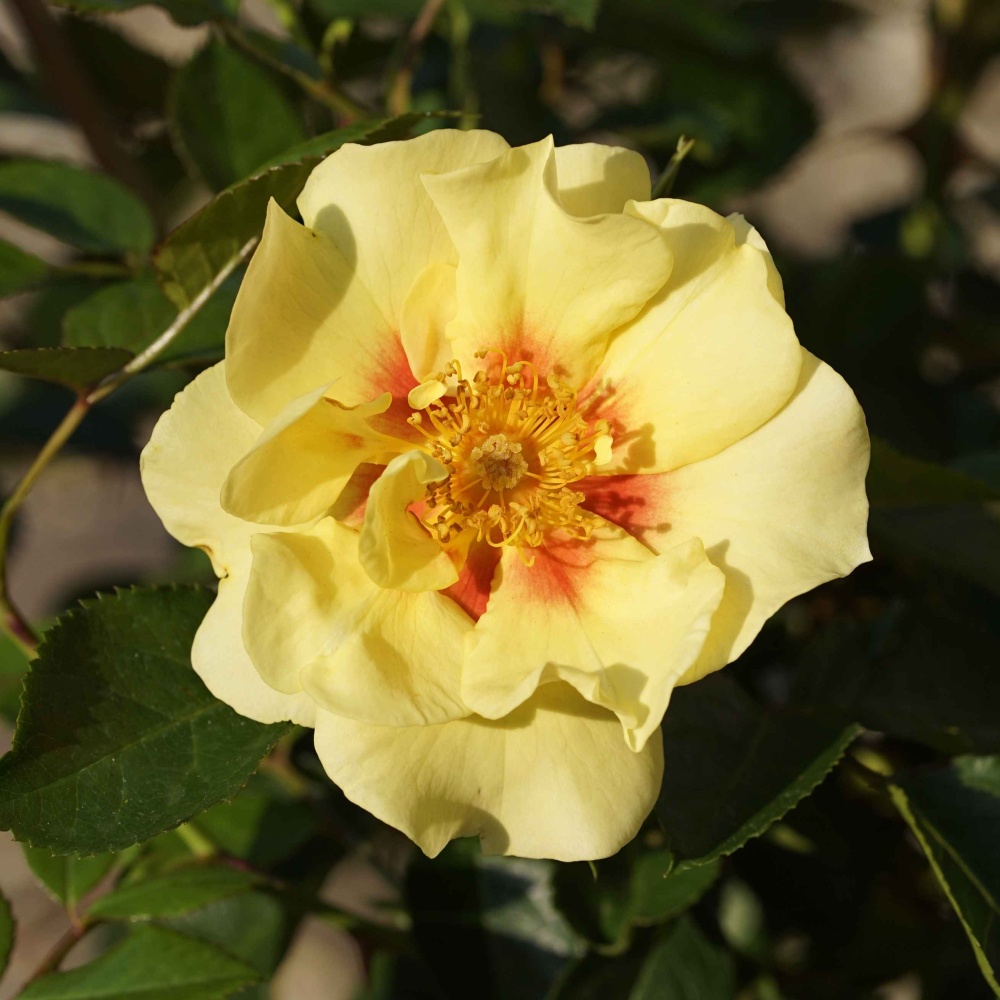 Mnohokvěté růže - Růže 'Hugs & Kisses' mix barev 4,6 litru