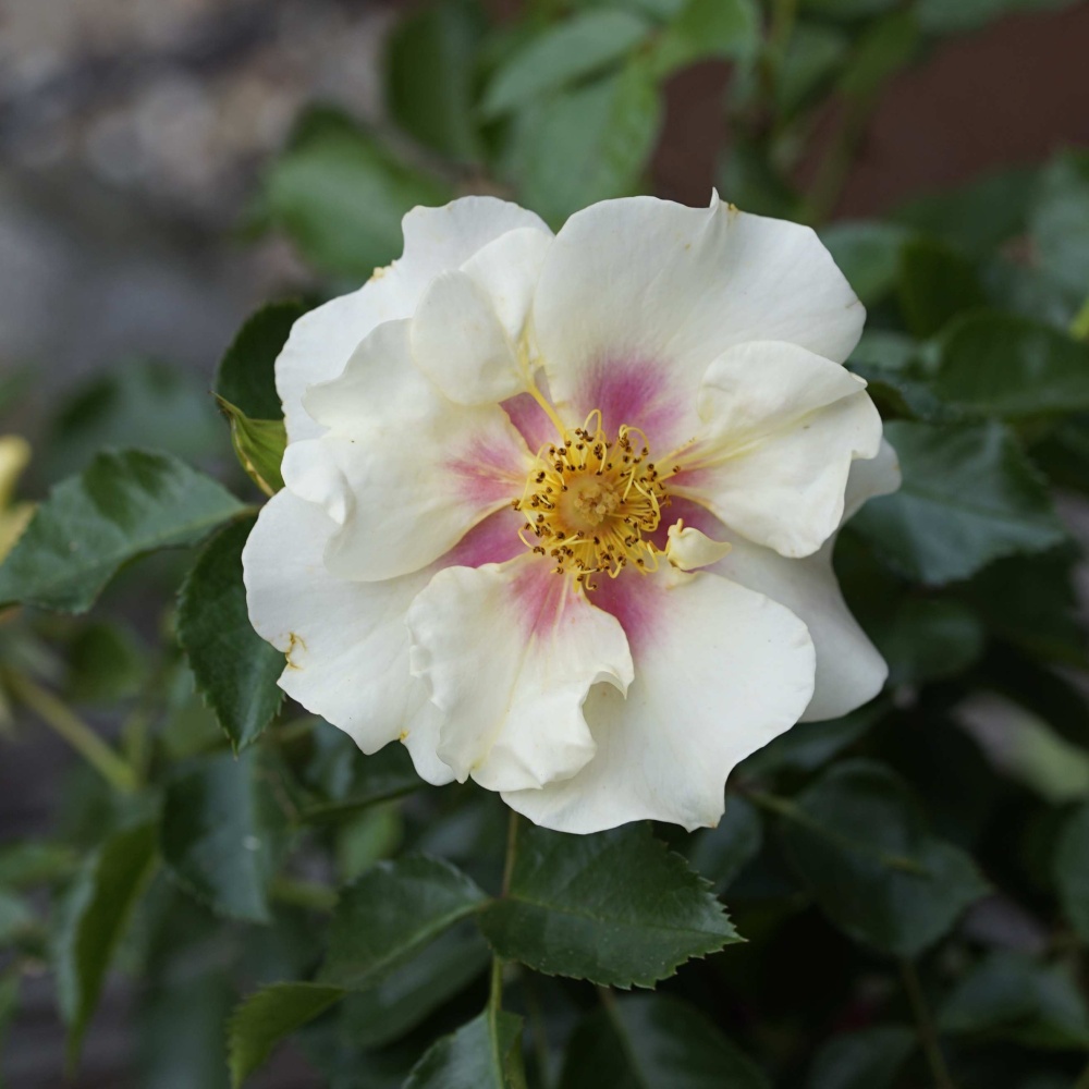 Růže 'Hugs & Kisses' mix barev 4,6 litru-0