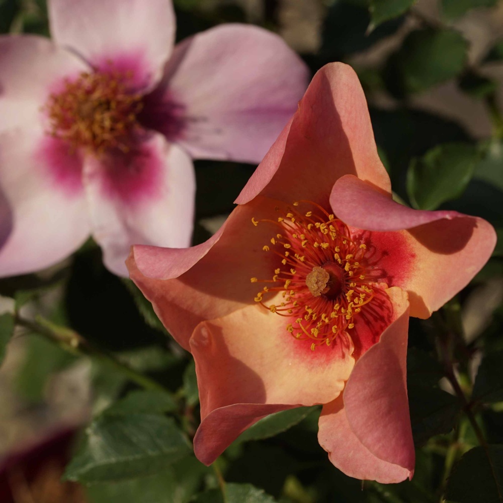 Růže 'Hugs & Kisses' mix barev 4,6 litru-1