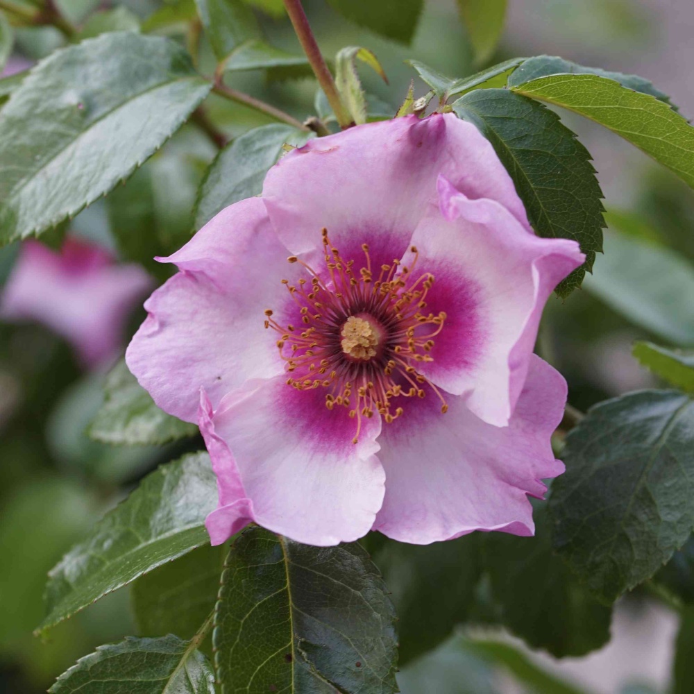 Růže 'Hugs & Kisses' mix barev 4,6 litru-2