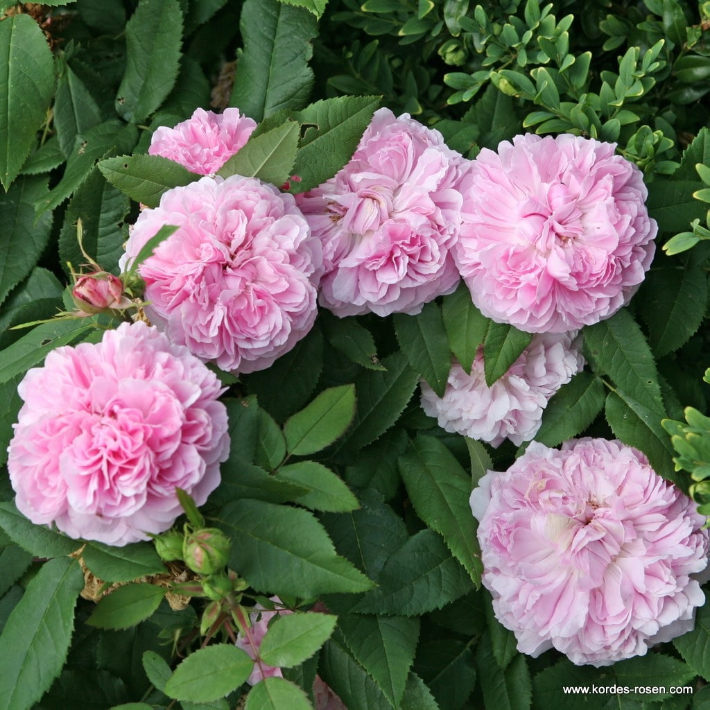 Růže Jacques Cartier 5 litrů-0