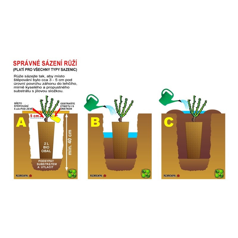 Růže Jacques Cartier 5 litrů-2