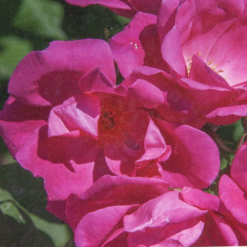 Mnohokvěté růže - Růže 'Knock Out' 3 litry