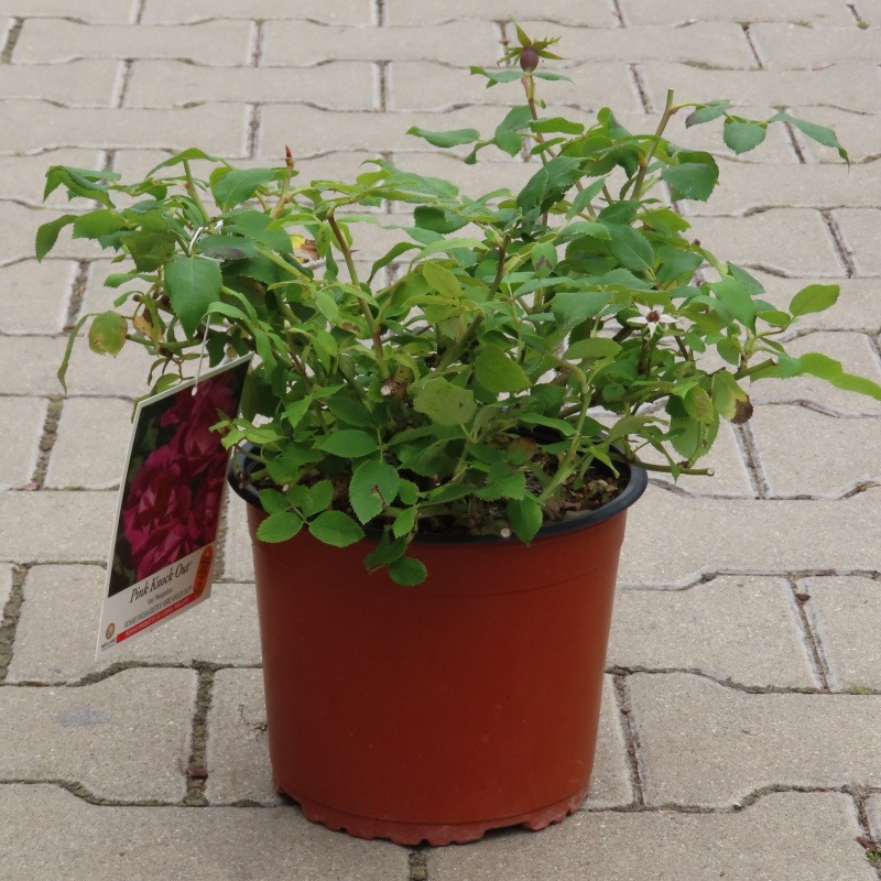 Růže 'Knock Out' 3 litry-0