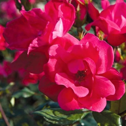 Rostliny - Růže 'Knock Out' 4,5 itru