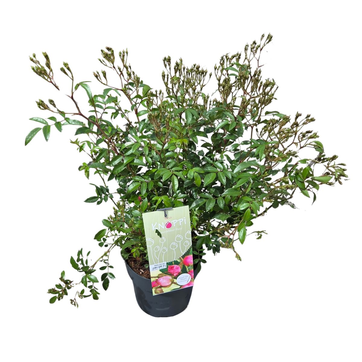 Mnohokvěté růže - Růže Knoppi Rosen mix, květináč 4,6 litru