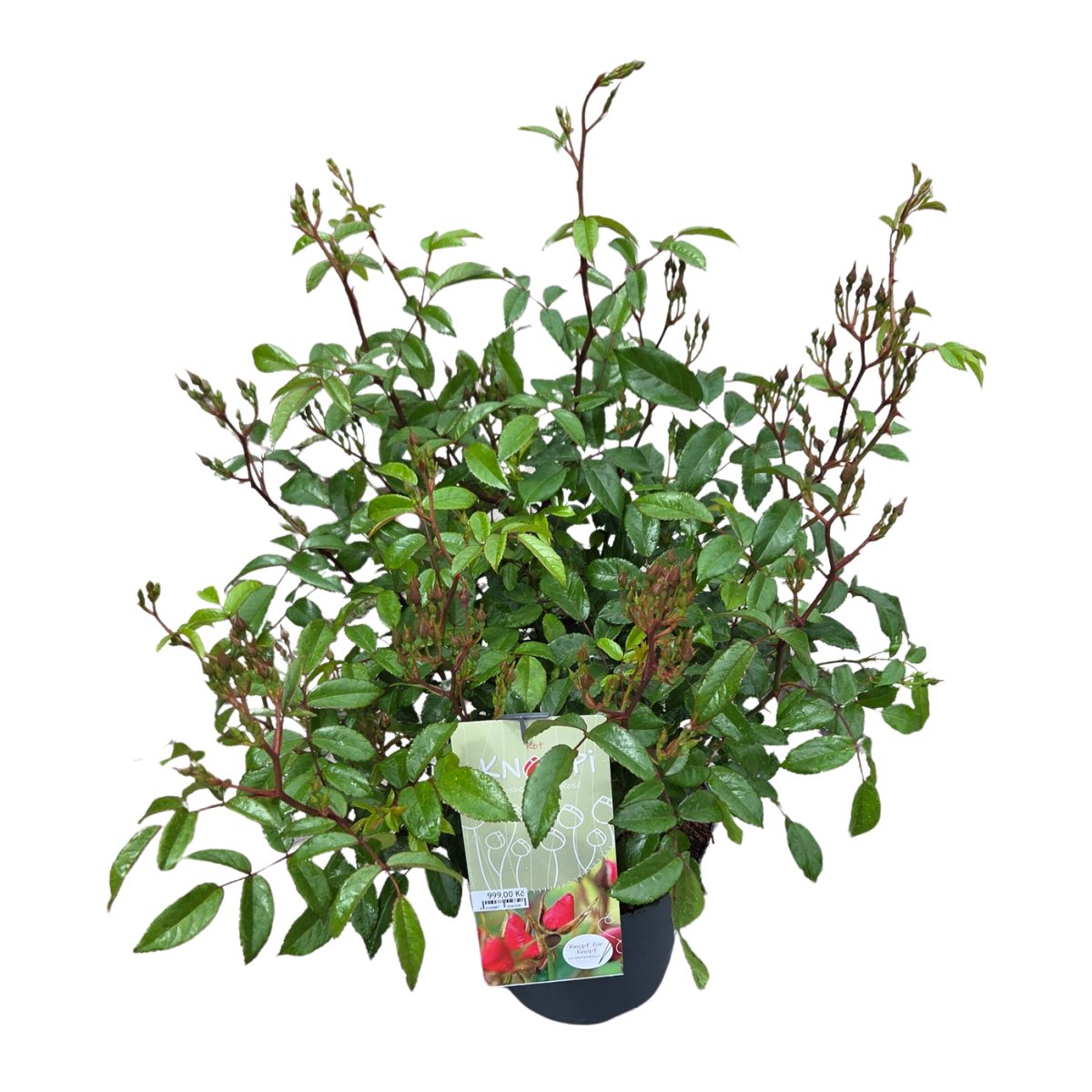 Růže Knoppi Rosen mix, květináč 4,6 litru-0