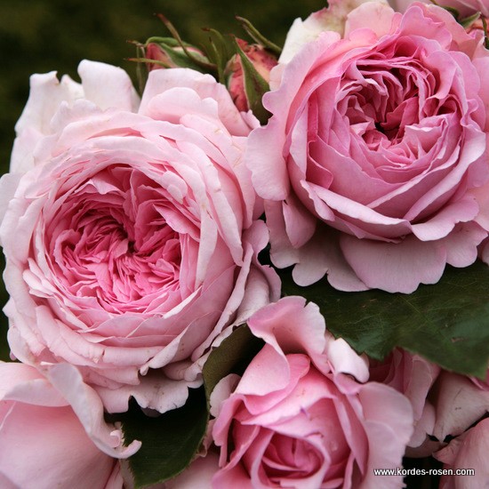 Keřové růže - Růže Kordes Alexandra Princesse de Luxembourg květináč 2 litry