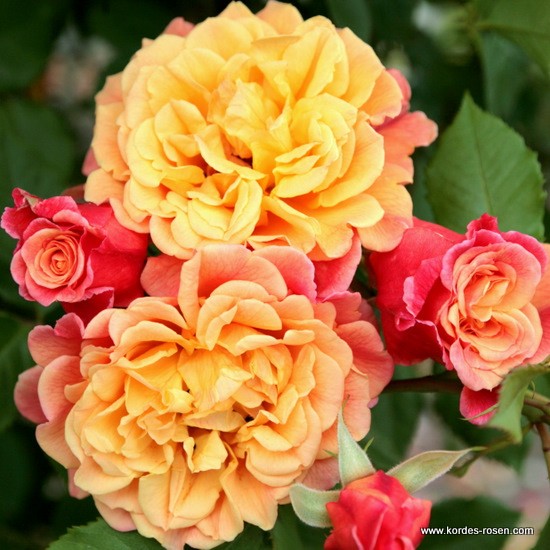 Pnoucí růže - Růže Kordes 'Aloha' 5,5L kontejner