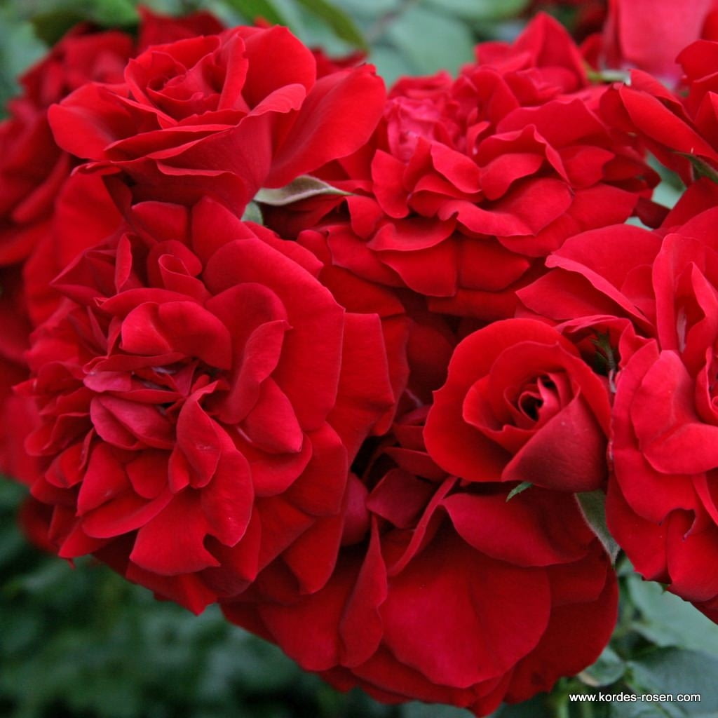Pnoucí růže - Růže Kordes 'Amadeus' 12 litrů