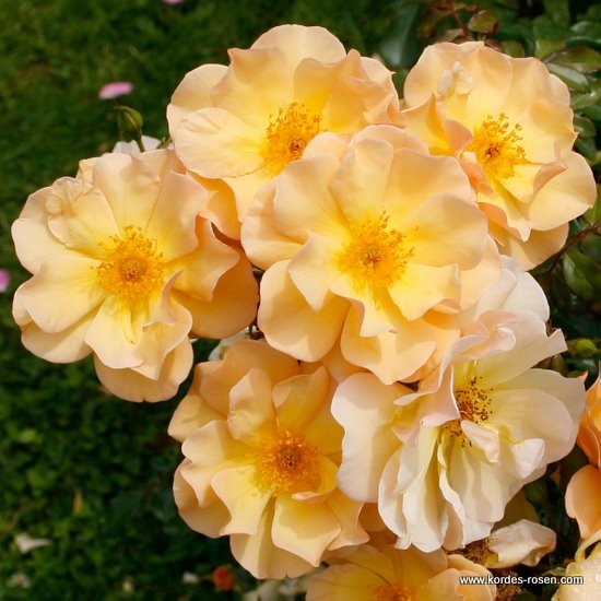 Půdopokryvné rostliny - Růže Kordes 'Amber Sun' 2L kontejner