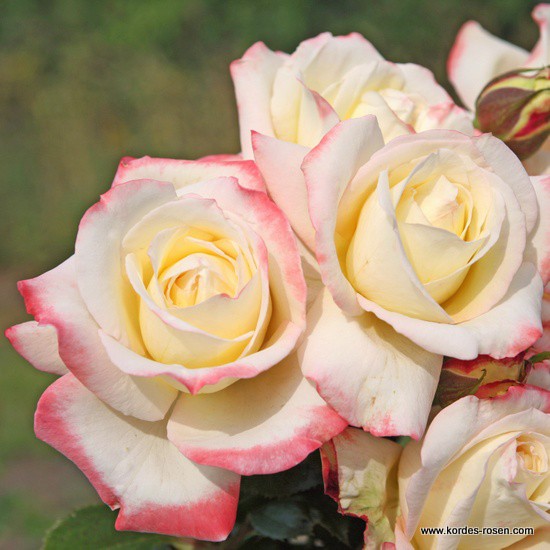 Velkokvěté růže - Růže Kordes 'Athena' 2L kontejner