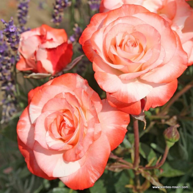Keřové růže - Růže Kordes 'Auf de Freundschaft' 5 litrů