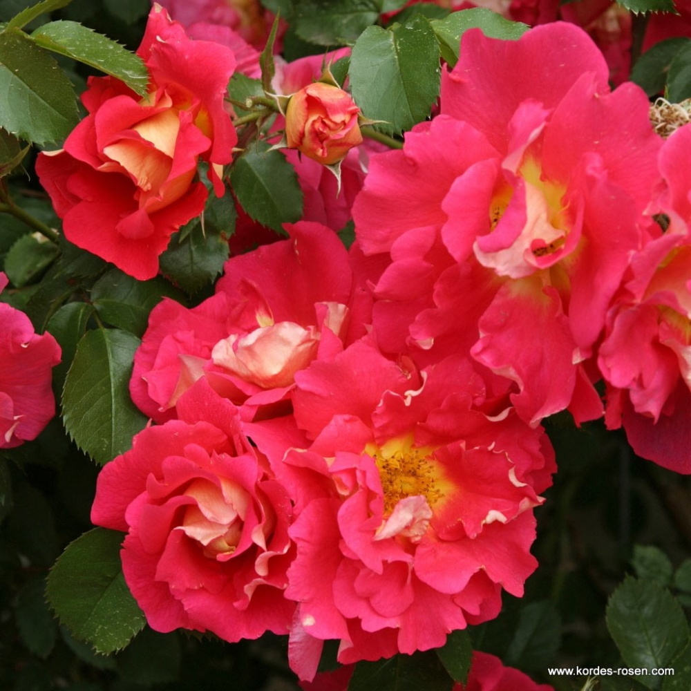 Pnoucí růže - Růže Kordes Bajazoo 2 litry