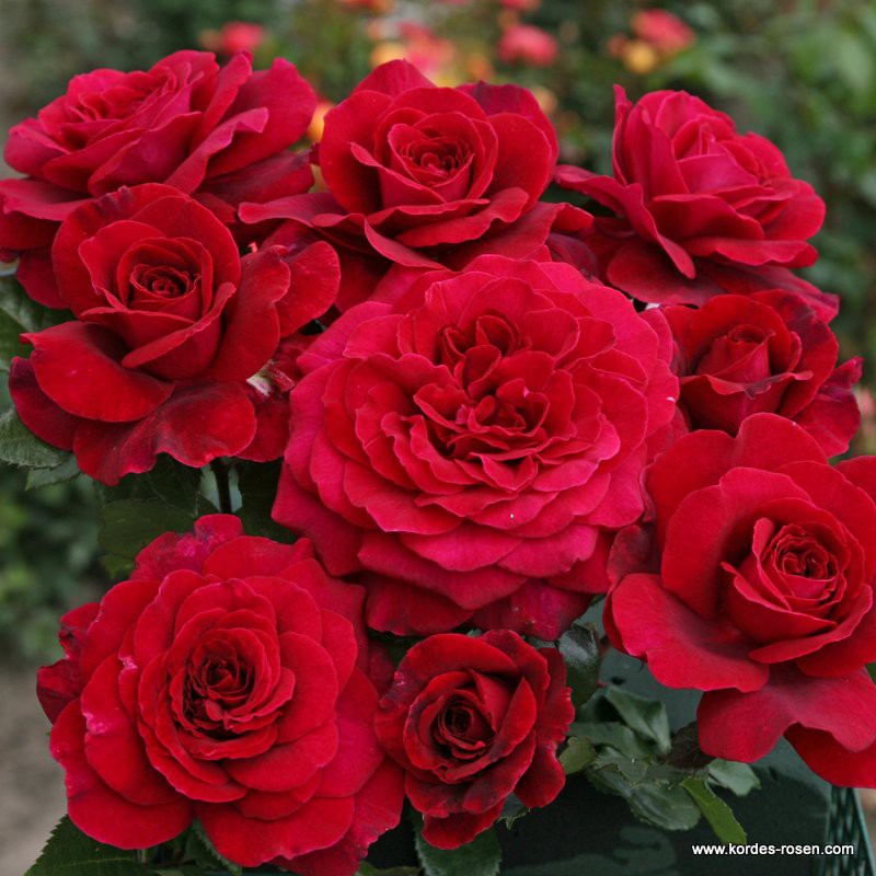 Rostliny - Růže Kordes 'Bellevue' 5,5L kontejner