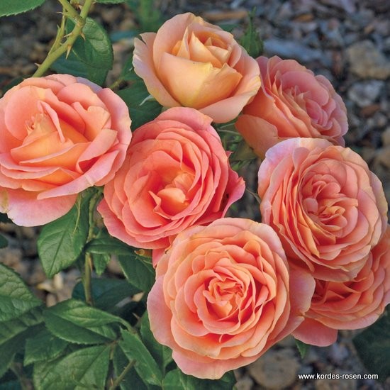 Rostliny - Růže Kordes 'Bengali' 2 litry