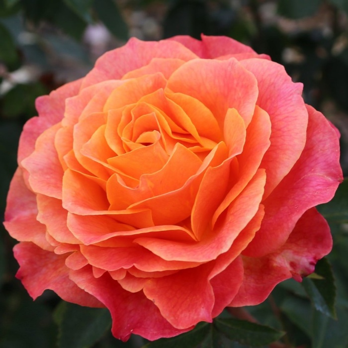 Velkokvěté růže - Růže Kordes Better Times květináč 2 litry