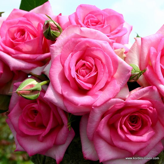 Velkokvěté růže - Růže Kordes 'Beverly' 5,5L kontejner