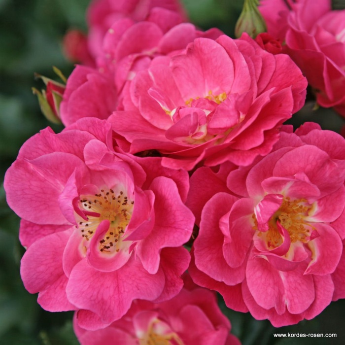 Růže Kordes 'Blühwunder 08' 2 litry-0