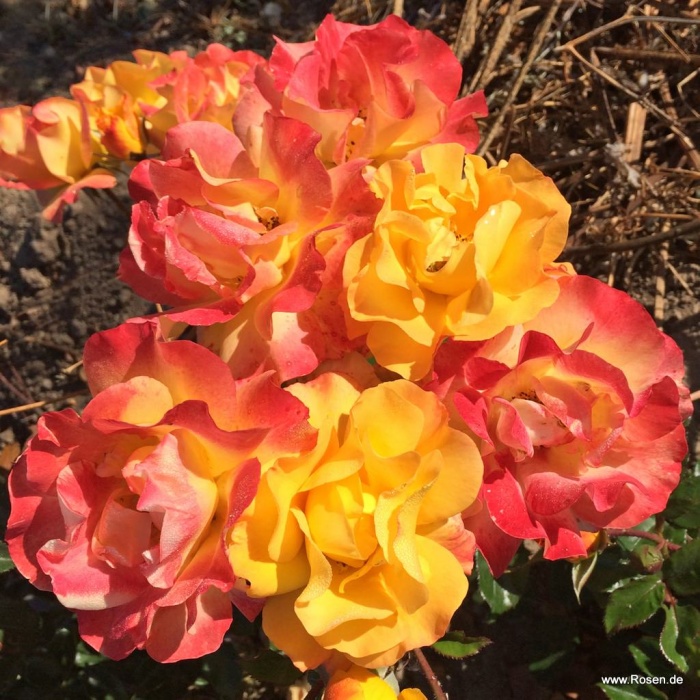 Mnohokvěté růže - Růže Kordes Bright Smiles květináč 2 litry