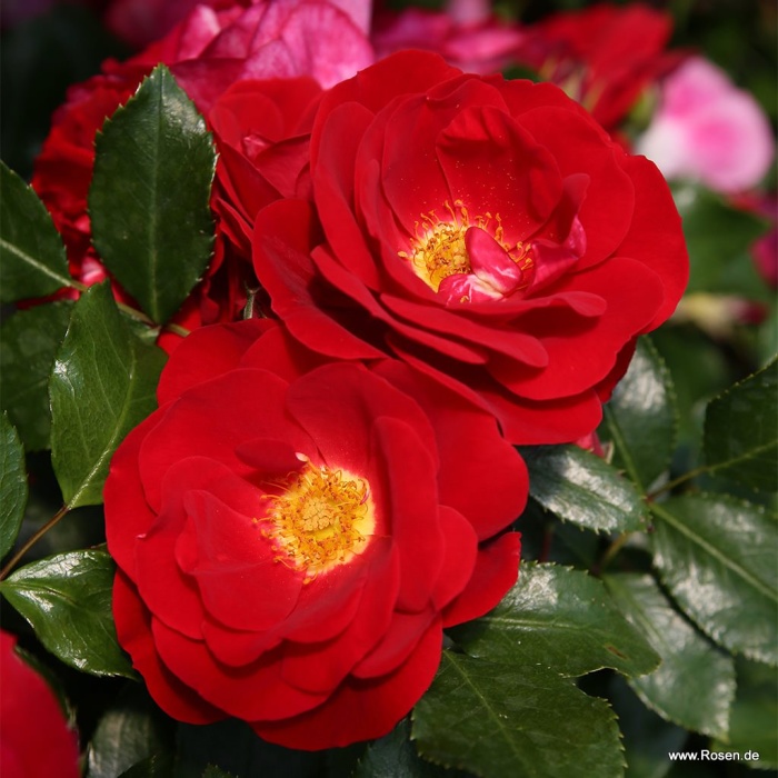 Mnohokvěté růže - Růže Kordes Caracho květináč 2 litry