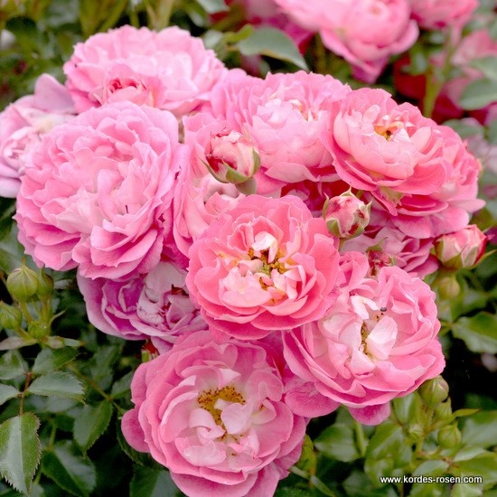 Miniaturní růže - Růže Kordes 'Charmant' 2 litry