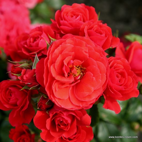 Mnohokvěté růže - Růže Kordes 'Cherry Girl' 2 litry