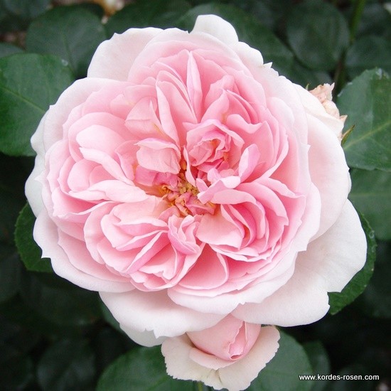 Keřové růže - Růže Kordes 'Cinderella' 5,5 litru