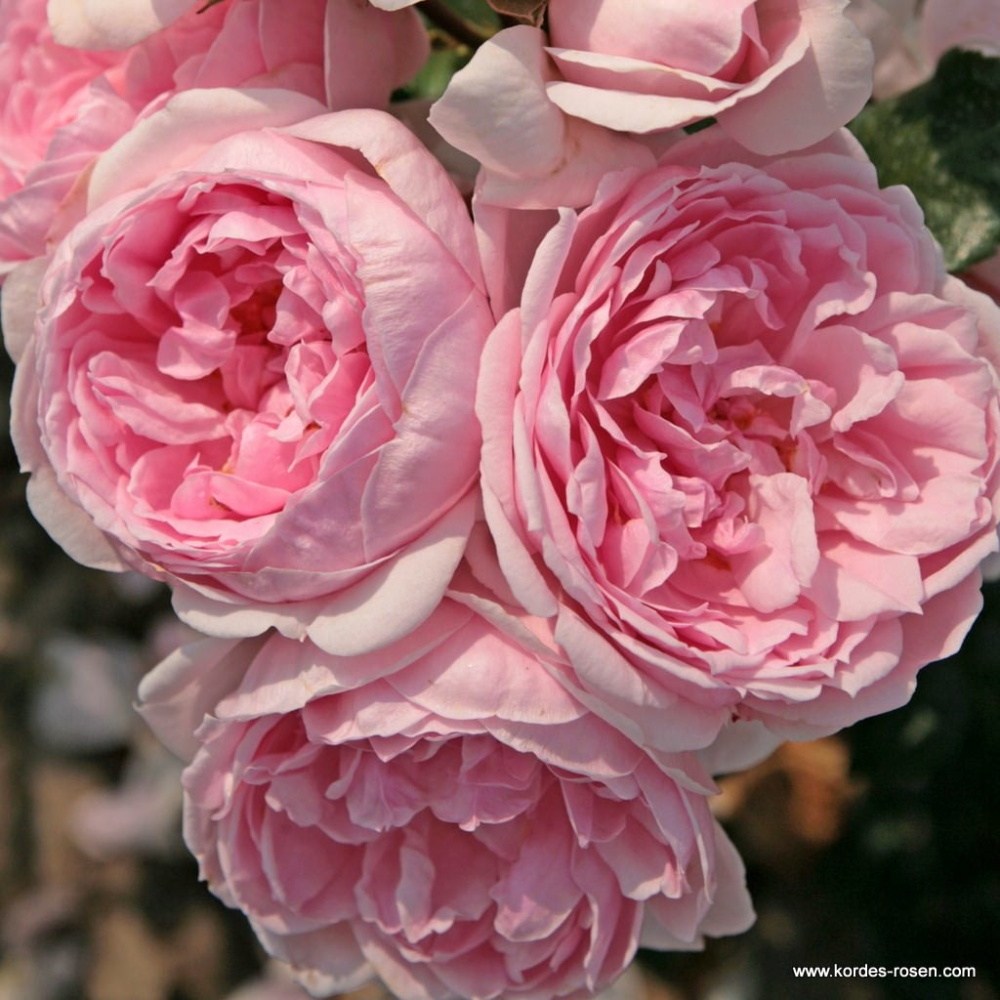 Rostliny - Růže Kordes Cinderella květináč 2 litry