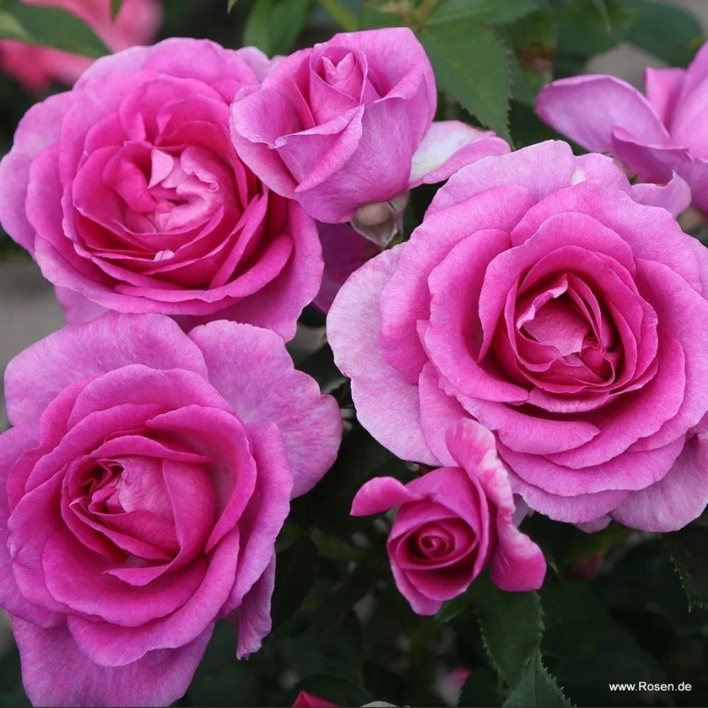 Mnohokvěté růže - Růže Kordes Clivia květináč 5 litrů