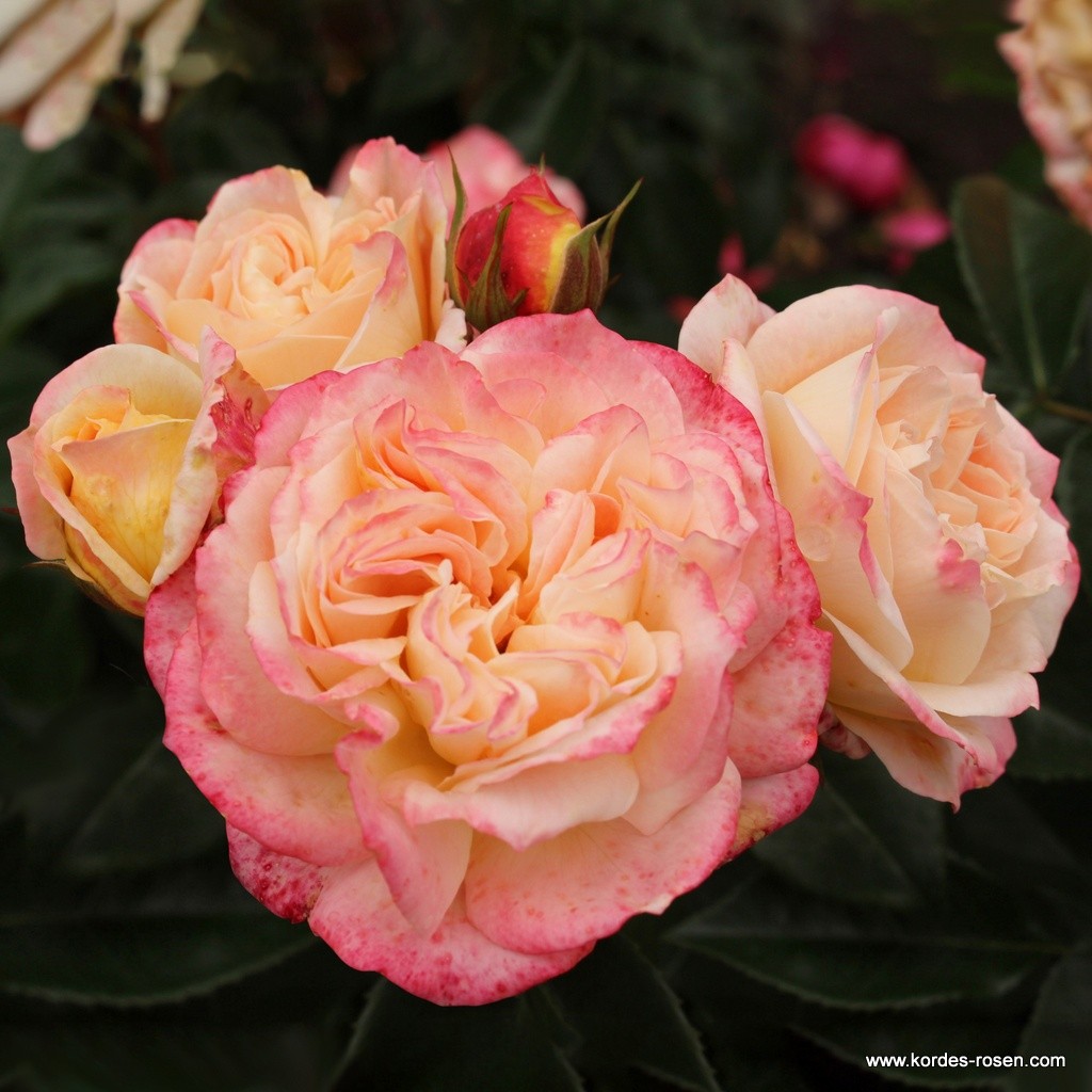 Růže Kordes 'Concorde' 2 litry-0