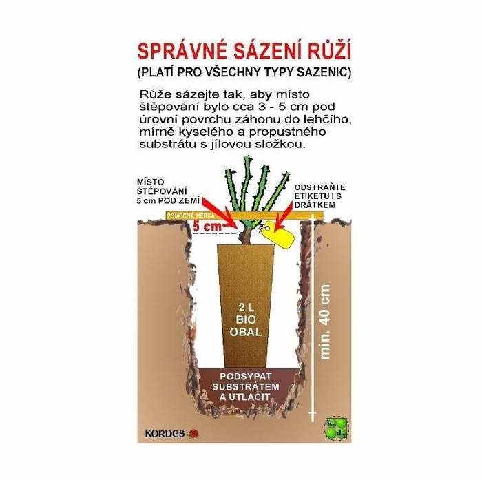 Růže Kordes 'Cremosa' 5 litrů-0