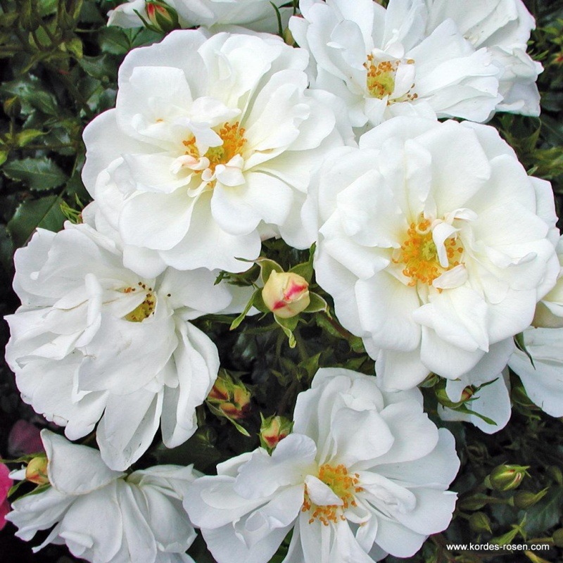 Rostliny - Růže Kordes 'Diamant' 2 litry